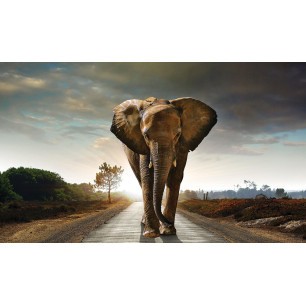 Rohožka - Elephant, 45x75 cm